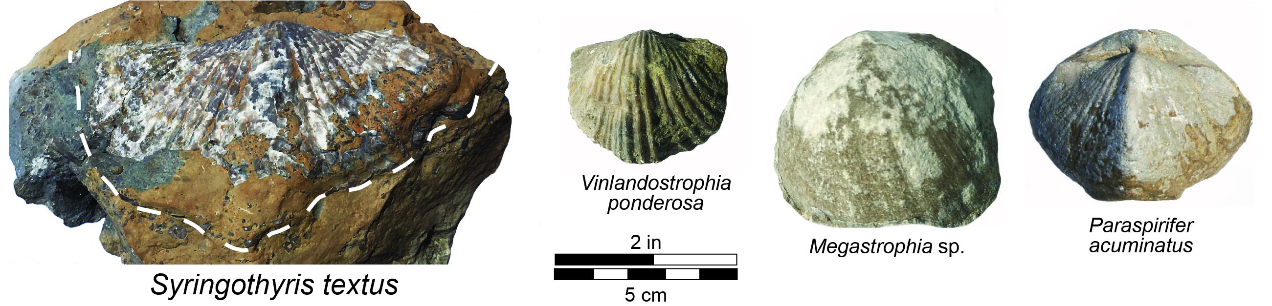 Syringothyris Comparisons